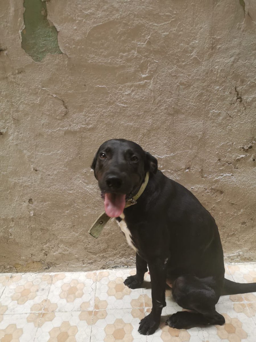 TheFuckingNice's tweet photo. Esta belleza se llama Zeus, fue abandonado por su dueña afuera de su casa. Lleva días durmiendo en la calle, le da el sol, la lluvia y pasa mucha hambre. Se solicitó el apoyo a @caninos911 hace tiempo pero no fue de mucha ayuda. ADÓPTAME https://t.co/H8BU2YHztm