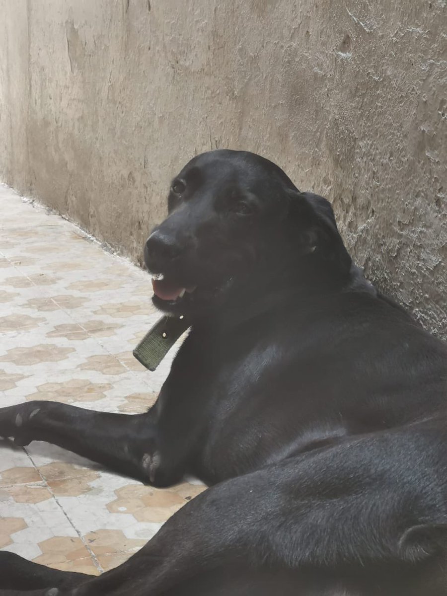 TheFuckingNice's tweet photo. Esta belleza se llama Zeus, fue abandonado por su dueña afuera de su casa. Lleva días durmiendo en la calle, le da el sol, la lluvia y pasa mucha hambre. Se solicitó el apoyo a @caninos911 hace tiempo pero no fue de mucha ayuda. ADÓPTAME https://t.co/H8BU2YHztm