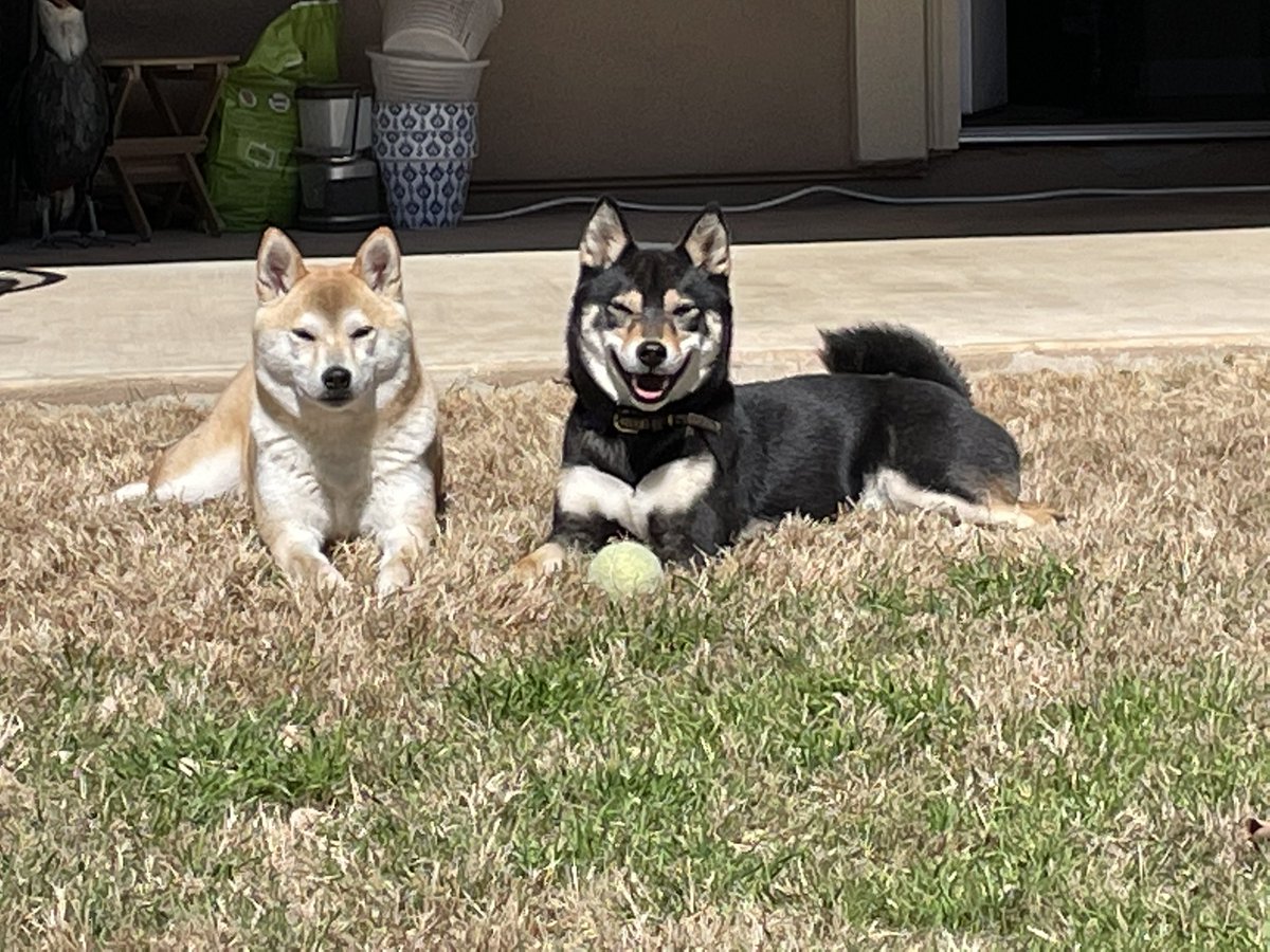 RayNarvaezJr's tweet photo. This picture perfectly encapsulates our dog’s personalities https://t.co/wueHqeuBIC