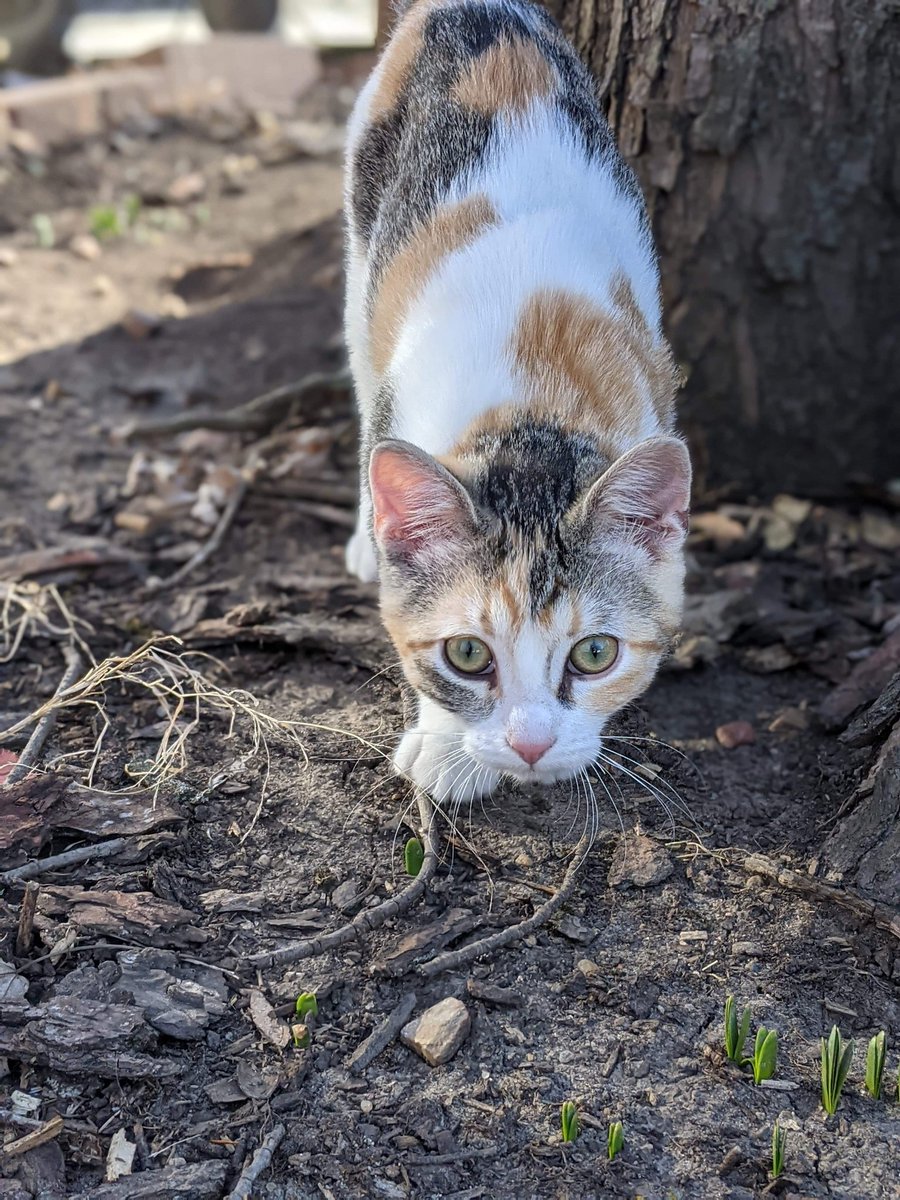 Deeptec's tweet image. Gwen Stacy is stalking that @Jon_Fury merch like a predator - you can get yours here: