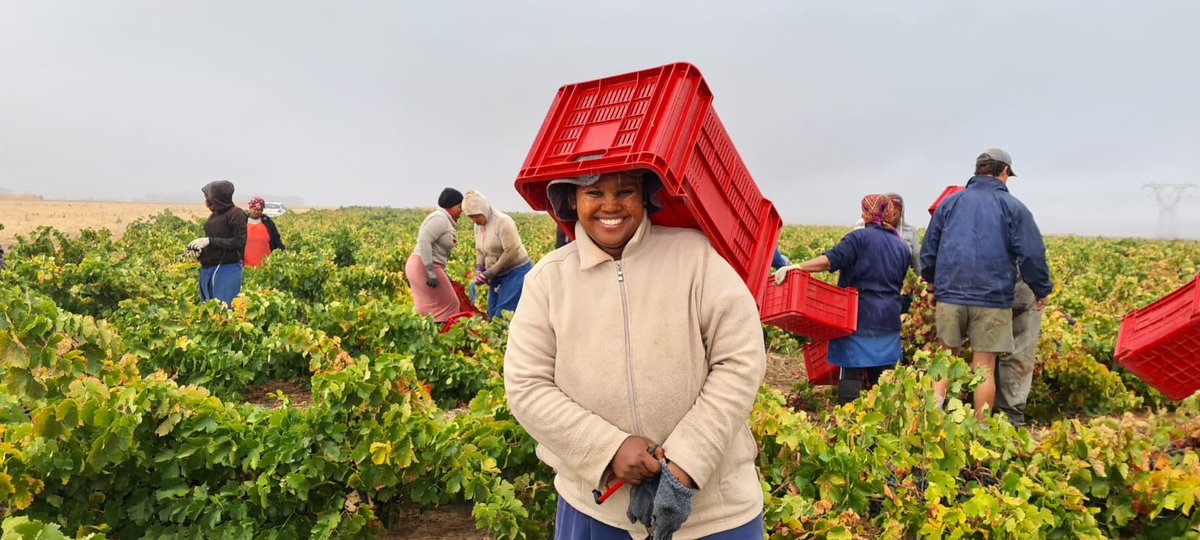 ErikaobermeyerW's tweet photo. Flabbergasted...
#CoolMorning #Harvest #Harvest2021 #Cinsault #CouldNotBeBetter #HappinessAllAround #ForTheLoveOfWine #LabourOfLove #ErikaO #Flabbergast
@ErikaObermeyer https://t.co/9oTQTRS5ee