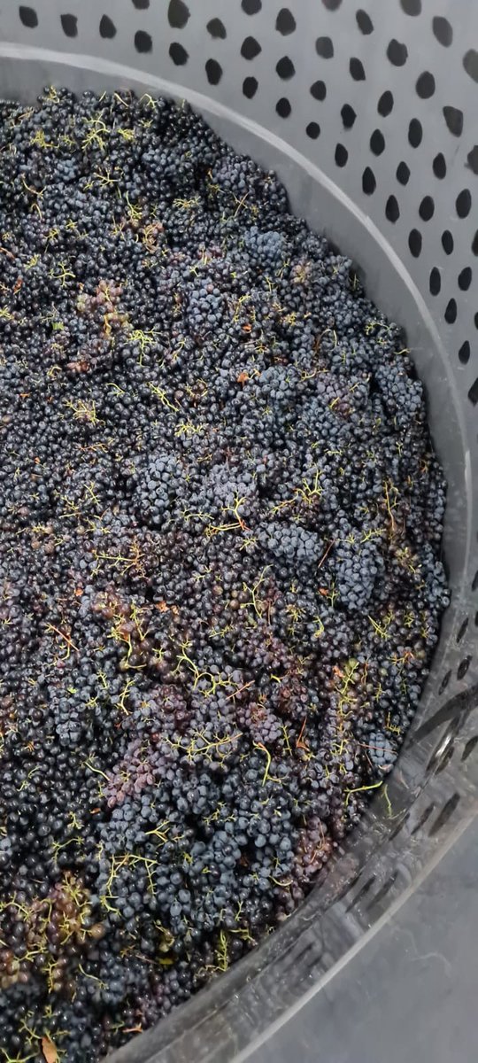 ErikaobermeyerW's tweet photo. Flabbergasted...
#CoolMorning #Harvest #Harvest2021 #Cinsault #CouldNotBeBetter #HappinessAllAround #ForTheLoveOfWine #LabourOfLove #ErikaO #Flabbergast
@ErikaObermeyer https://t.co/9oTQTRS5ee