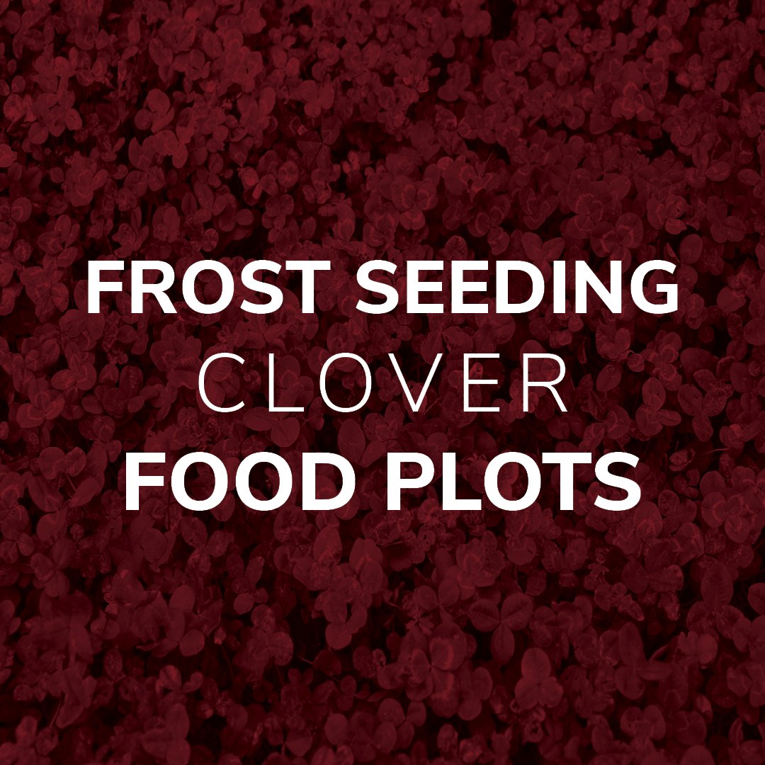 primalfoodplots's tweet photo. How are you seeding your clover plot this year? Frost seeding allows you to get an early start on your big game food plots! Check out more on frost seeding here: https://t.co/Qls2VCRXlK
#PrimalFoodPlots #FrostSeeding #Clovers #SpringPlanting https://t.co/TYF7Ol3lGR