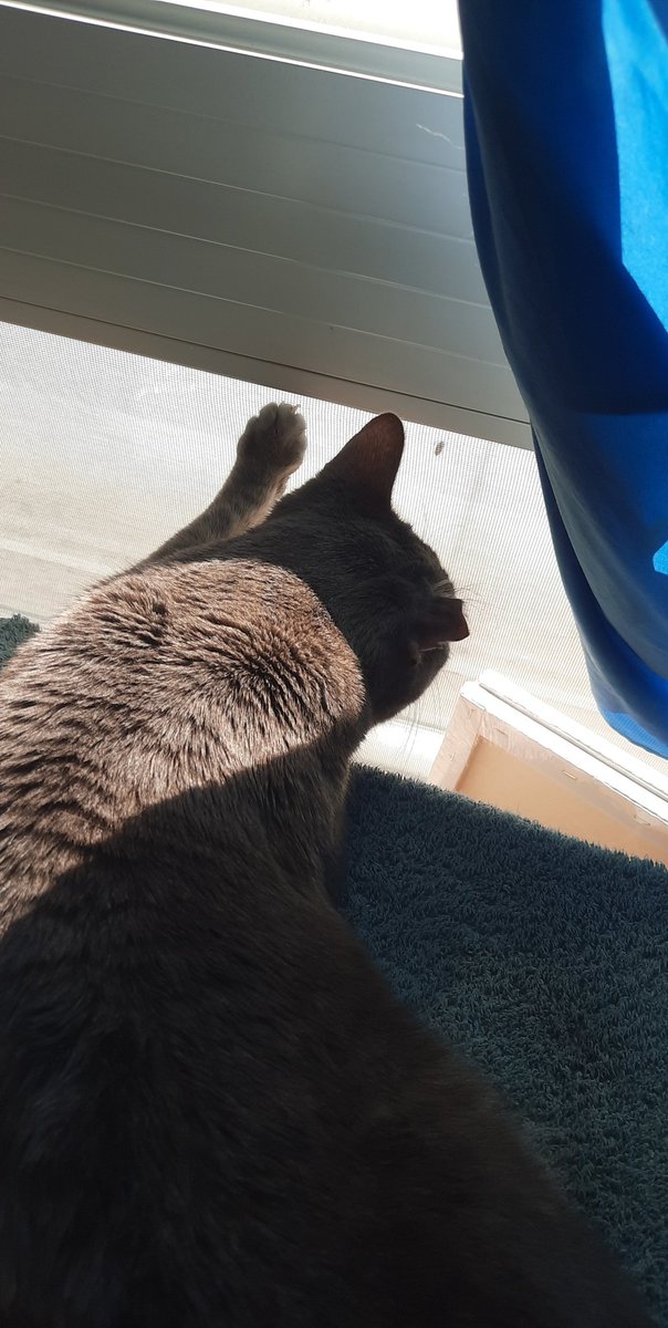 OneEaredCat's tweet image. Vince loves the june bugs that crawl on our window when it's warm out

This is the first one he's seen since November and he's so happy 😭

#CatsOfTwitter #cats #springsprung