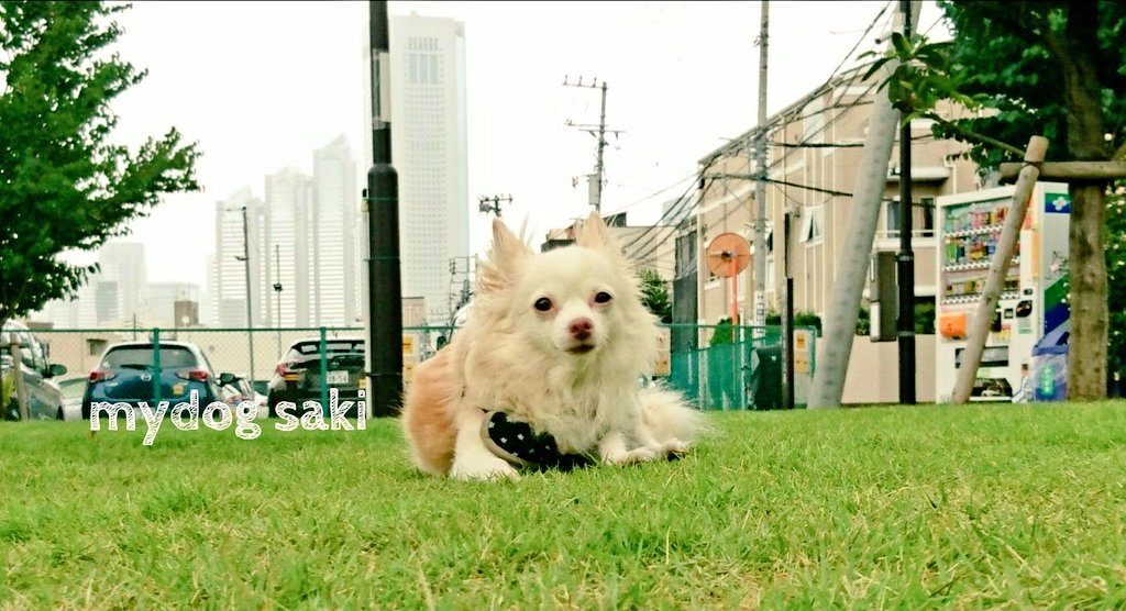 mydog  愛犬♡　#犬　#Dog https://t.co/a6tF86XFwR