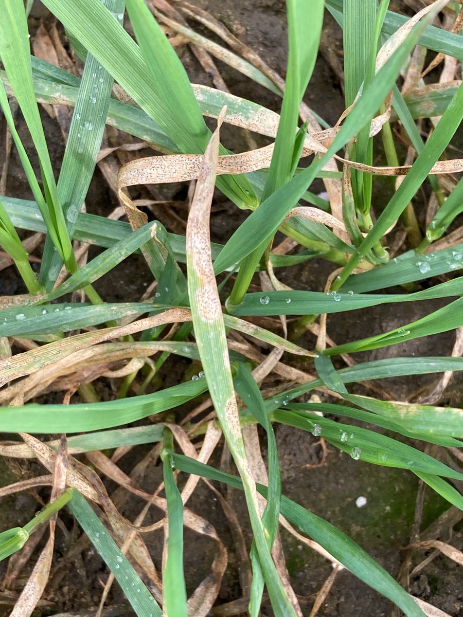 nigeljscott73's tweet photo. September drilled LG Skyscraper LHS v October drilled RHS at ⁦@ProCamUK⁩ drilling date /fungicide interaction trial at ⁦@STC_Ltd⁩. Septoria easily found in many varieties across a variety of drill dates. Interesting to see how this develops during the spring. https://t.co/3Kt9PAcxya
