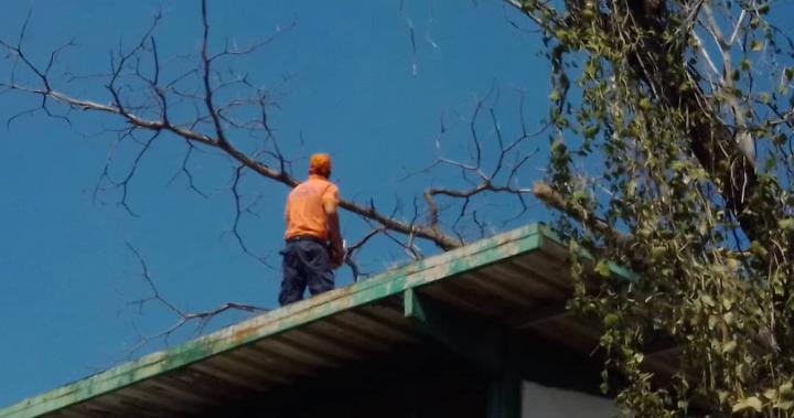 Cuadrilla del <a href="/sapmidsfla01/">@sapmidsfla01</a> <a href="/ContactoFede/">FEDE | Cuenta Oficial</a> @ZE_Aragua BNBT, PC-FLA y Asuntos Eléctricos, trabajan en el desmalezamiento, limpieza y poda de ábol en la Escuela Reina de Vásquez, beneficiando 672 estudiantes, docentes, administrativos y servicios generales. 
#ReforzarContraLaCovid19
