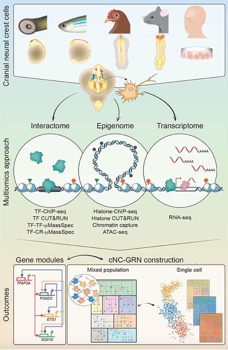 Sauka-Spengler Lab (@tss_lab) on Twitter photo The cranial neural crest migrates into the multi-omics era: exciting review by our <a href="/van_cmorr/">Vanessa Chong-Morrison</a> and <a href="/saukaspengler/">Tatjana Sauka-Spengler</a> highlighting novel approaches to study NC gene regulatory dynamics - and the critical questions they might answer, now out <a href="/FrontPhysiol/">Frontiers - Physiology</a> shorturl.at/bBW57 🐟🐣 The cranial neural crest migrates into the multi-omics era: exciting review by our <a href="/van_cmorr/">Vanessa Chong-Morrison</a> and <a href="/saukaspengler/">Tatjana Sauka-Spengler</a> highlighting novel approaches to study NC gene regulatory dynamics - and the critical questions they might answer, now out <a href="/FrontPhysiol/">Frontiers - Physiology</a> shorturl.at/bBW57 🐟🐣