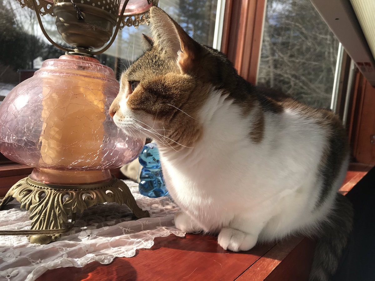 OatmealYour's tweet photo. Your daily Oatmeal is happy to be back on her regular diet, and is thankful for all the well wishes she’s received ❤️❤️ https://t.co/qNpFirLj9P