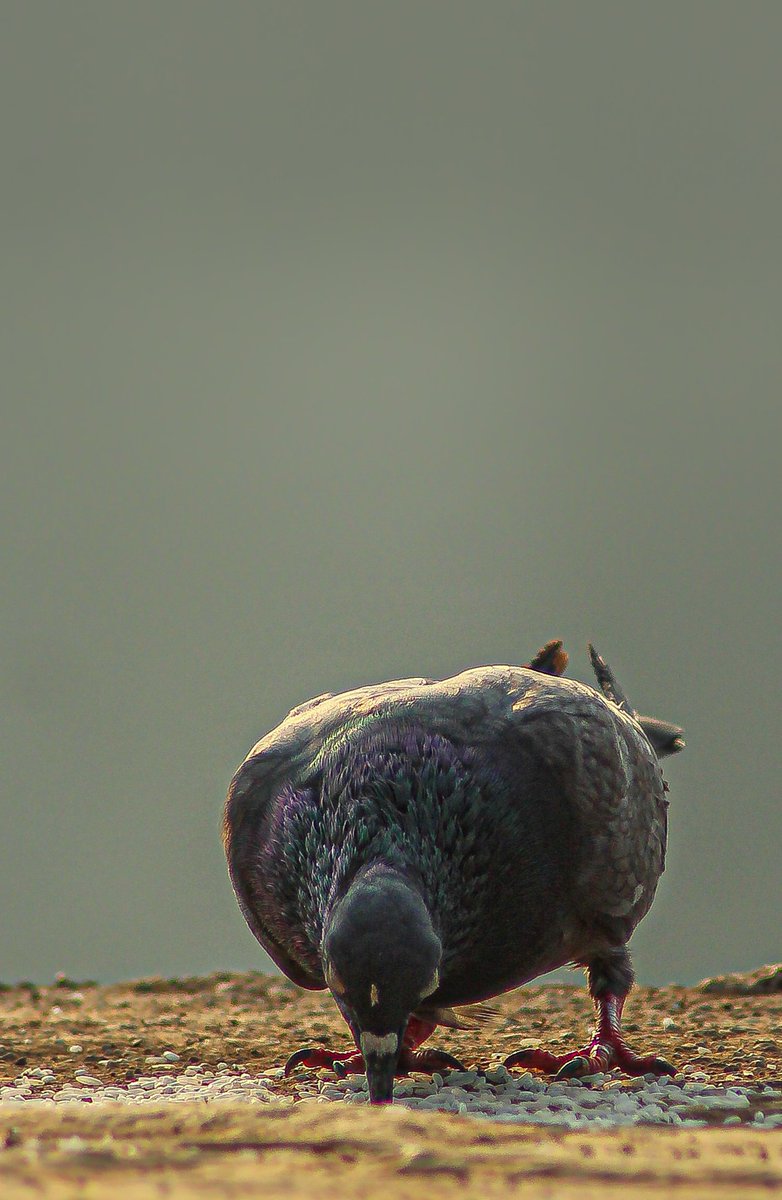 “The bird is powered by its own life and by its motivation.” - Anonymous.
.
.
.
.
.
#focuswithtanmay 
#carouselpost 
.
.
.
.
.
.
.
#bird #birds #birdphotography #birdsofinstagram #birds_captures #birdlovers #birdsofindia #birdwatching #birds_adored #birding #birdsphotography up