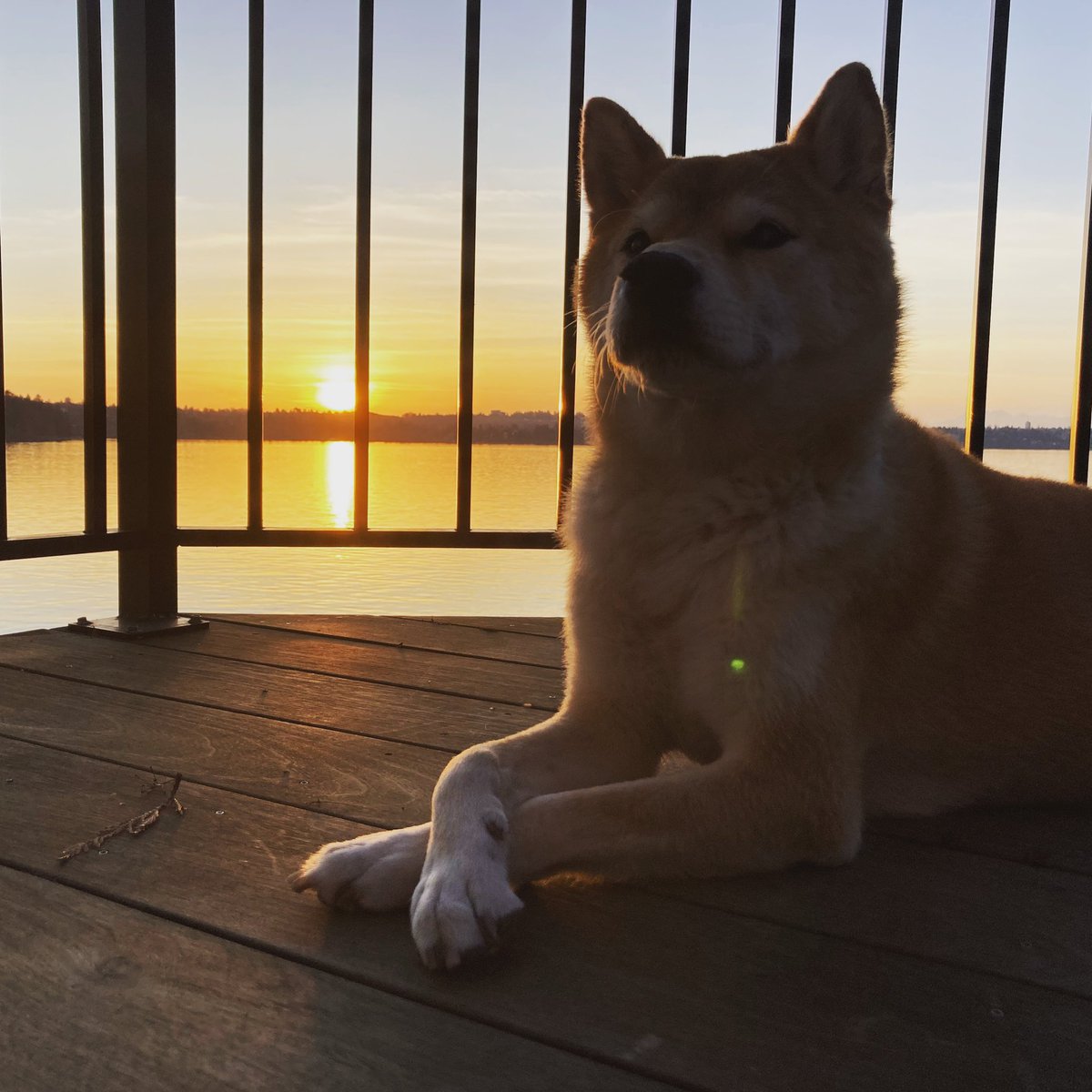 Inuclub Twitter Search