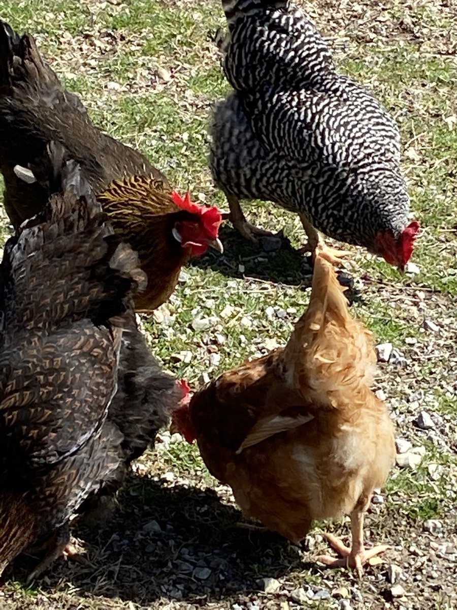 quadt2's tweet photo. Living the Life.. on the Farm https://t.co/zmyjCRzoaN