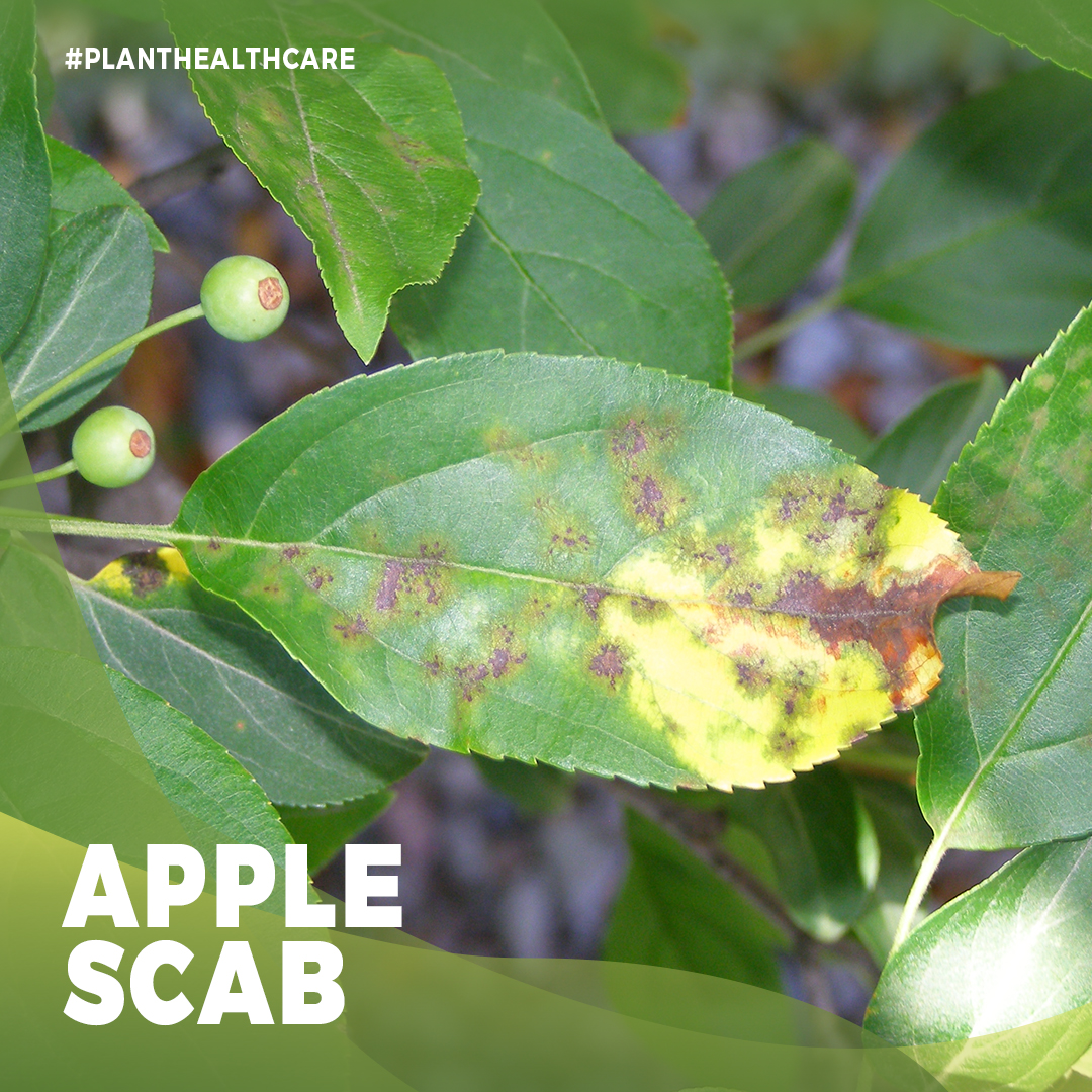 treedoctorsca's tweet photo. Apple scab or Venturia inaequalis, is a serious fungal disease of apple trees in Ontario. The disease infects a tree's foliage, blossoms and fruits. Dark-olive-to-black spots on fruits and leaves are the initial symptoms of apple scab. (1/4) https://t.co/RC4Y5SjgGX