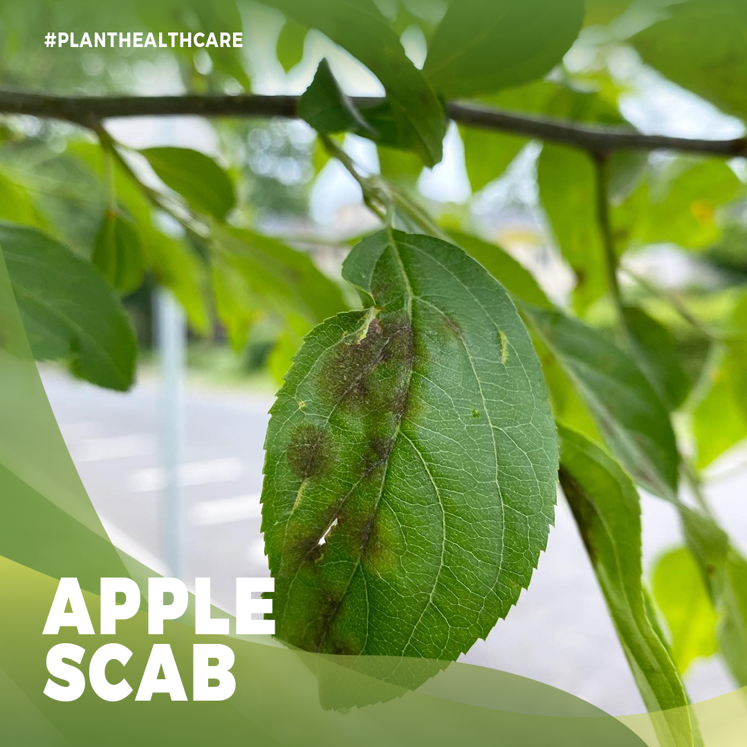 treedoctorsca's tweet photo. The good news: apple scab can be treated effectively over a few seasons with repeated spray applications and some soil remediation work. (4/4) https://t.co/NeGLD1fzh4