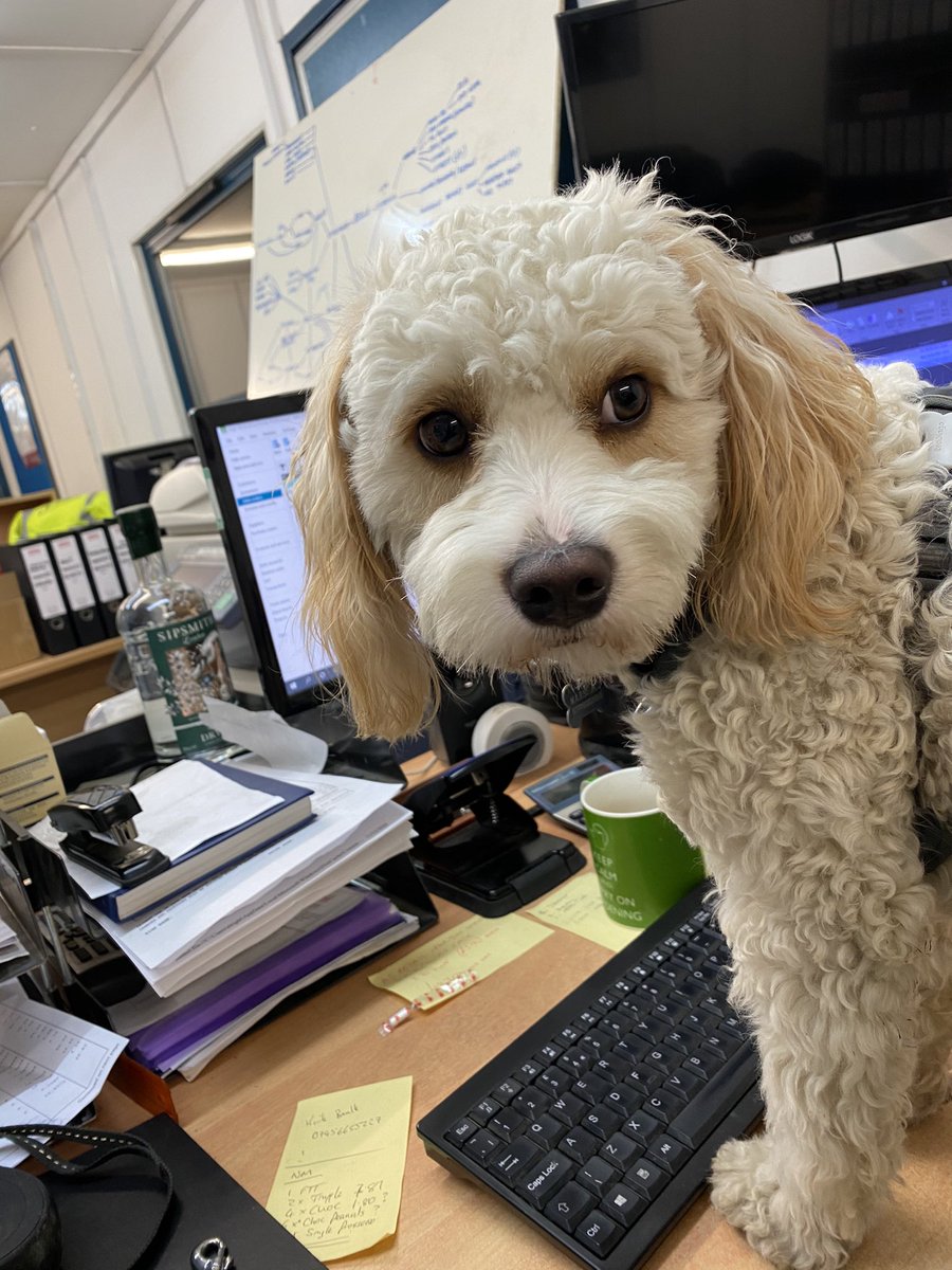 Dexter has been working hard with us over the last few weeks at Bella to get his ‘ducks in a row’ ready for a little bit of normality again. 

On hand and ‘en point’!

01226 872385
info@bellarefreshments.com
bellarefreshments.com

👍🏻🐶🚛
#attackattack #teambella2021