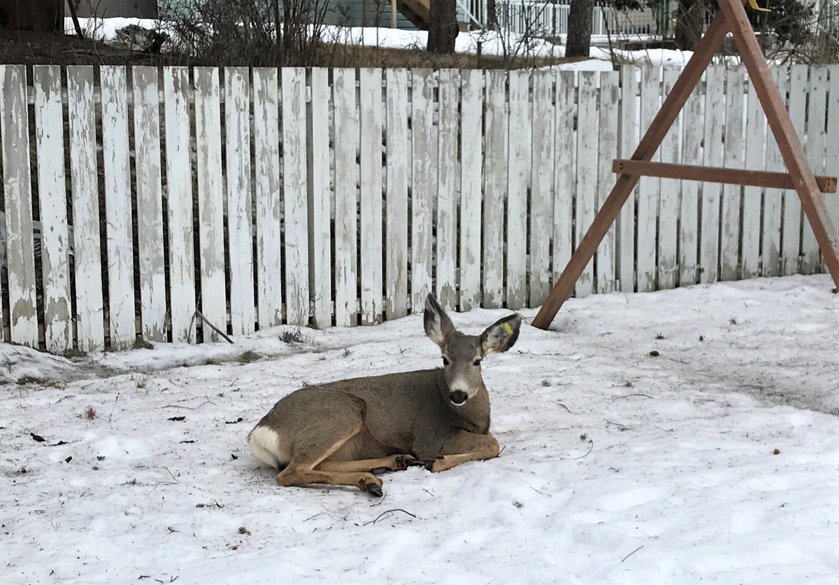 This wire fencing was wrapped around this mule deer’s neck and leg, affecting its ability to walk. Thanks to those in #LoganLake who called the #RAPP line, which allowed CO’s to safely sedate the deer and remove the wire #BCCOS #Merritt