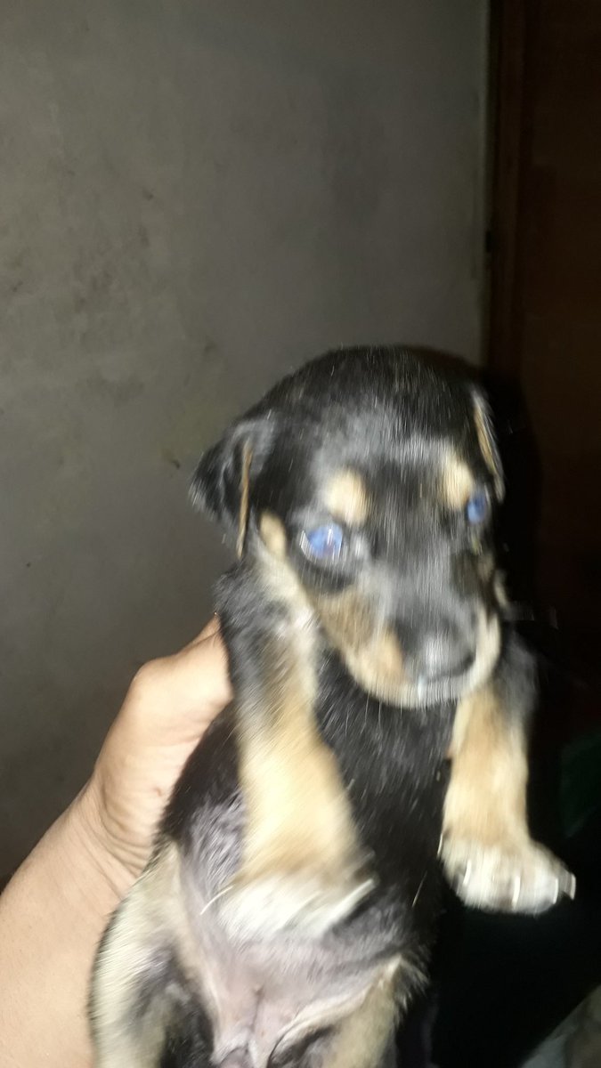 VALERIA Y SU PANDILLA HOGAR DE PERROS ABANDONADOS tweet media