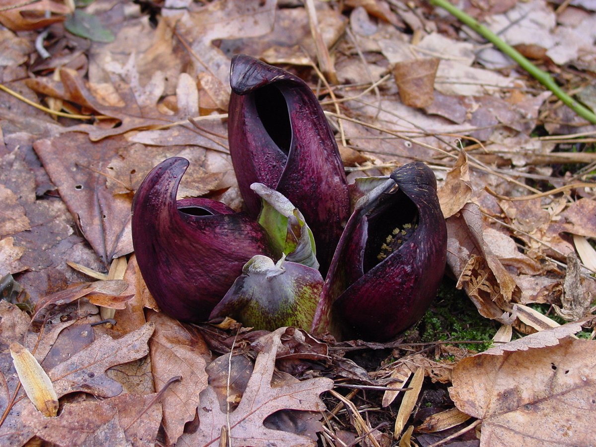 The first #wildflower of #spring is.... Skunk Cabbage?! Blooming now in a marshy spot near you: wait 'til you hear who it's trying to attract. My <a href="/SchuylkillCtr/">Schuylkill Center</a> column in this wk's <a href="/roxreview/">Roxborough Review</a>  bit.ly/2MLlMKg