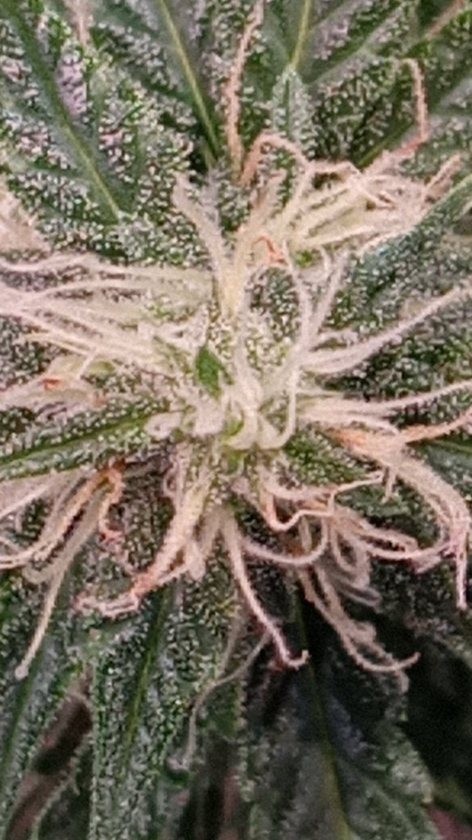 Orange pineapple screwdriver autoflower