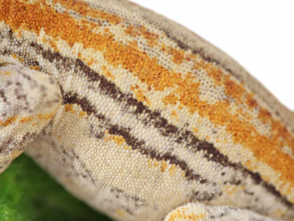 This lil guy is newly listed on our website, along with some more new gargoyle geckos.

You can find him at ow.ly/TDeK50DOibq

#pangeareptile #gargoylegecko #gargoyle #gecko #geckos  #geckooftheday #reptilereport #reptile #herpetology  #photography  #cutegecko #exoticpet