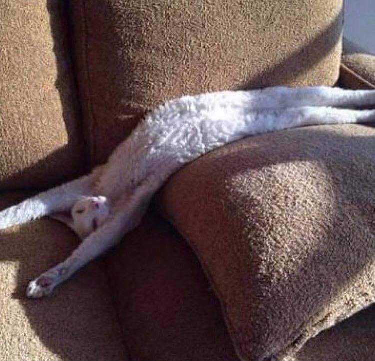 Artibuff tweet media