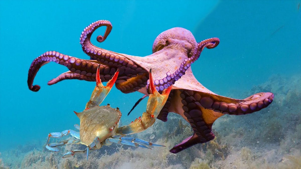 フミエリ カニ 節足動物 とタコ 軟体動物 は 前口動物 です ヒトデ 棘皮動物 と人間 脊椎動物 は 後口動物 です クラゲ 刺胞動物 などはどちらでもありません もっと原始的な生き物です フミエリ カニ 節足動物 とタコ 軟体動物 は 前口動物 です ヒトデ 棘皮動物 と人間 脊椎動物 は 後口動物 です クラゲ 刺胞動物 などはどちらでもありません もっと原始的な生き物です