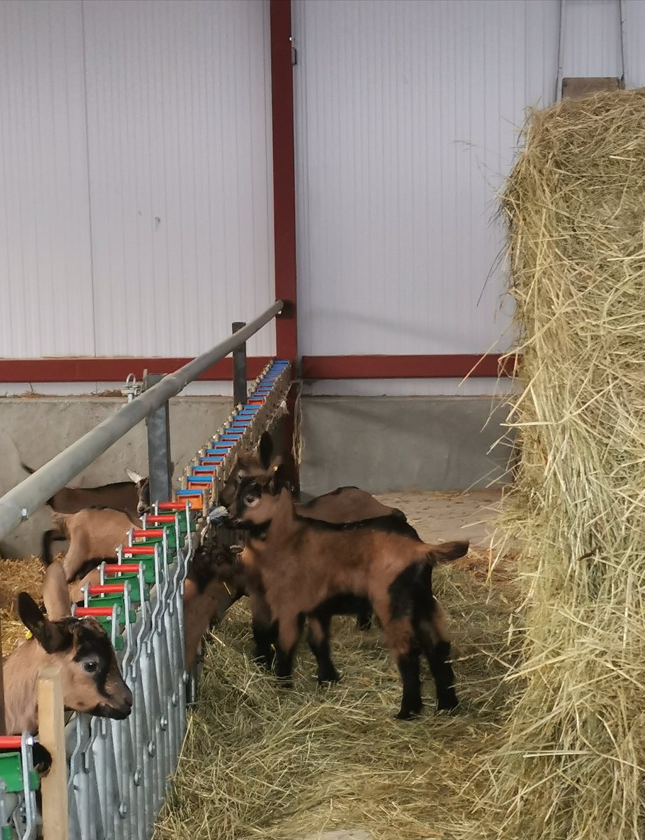 Ils ont pas mis longtemps à trouver un passage...
"L'herbe est toujours plus verte de l'autre côté..."