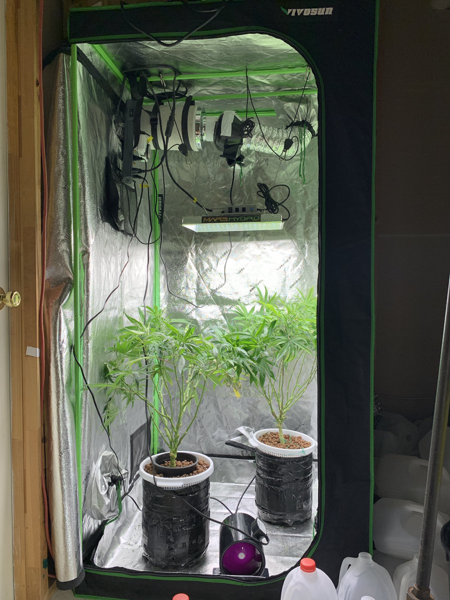 Grow #3 moving to flower I don’t need 3 plants it’s all for personal I’m thinking 1 or 2 is the magic number