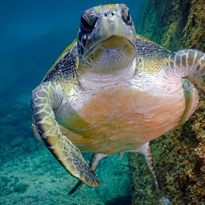 cifonauta's tweet photo. Em saída ao Arquipélago dos Alcatrazes para monitoramento dos corais-sol, sempre somos brindados com cenas lindas....

📷 Marcelo V. Kitahara
#cifonauta #cebimar #oceano #faunamarinha #biologiamarinha #marinelife #oceanos #ocean #sea #mar #sealife #science #wildlife https://t.co/S4n2WKA5uR