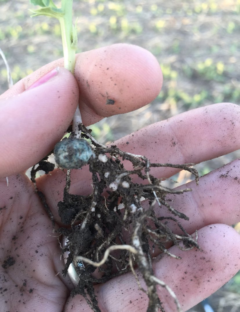 Coverage is Key! Think of seed treatment like sunscreen, you can coat yourself with a thick layer but if you miss somewhere it’ll burn regardless of how good it is elsewhere! Seed Treatment applications need good coverage or your losing protection! #AskSeedGrowth <a href="/Bayer4CropsCA/">Crop Science Canada</a>