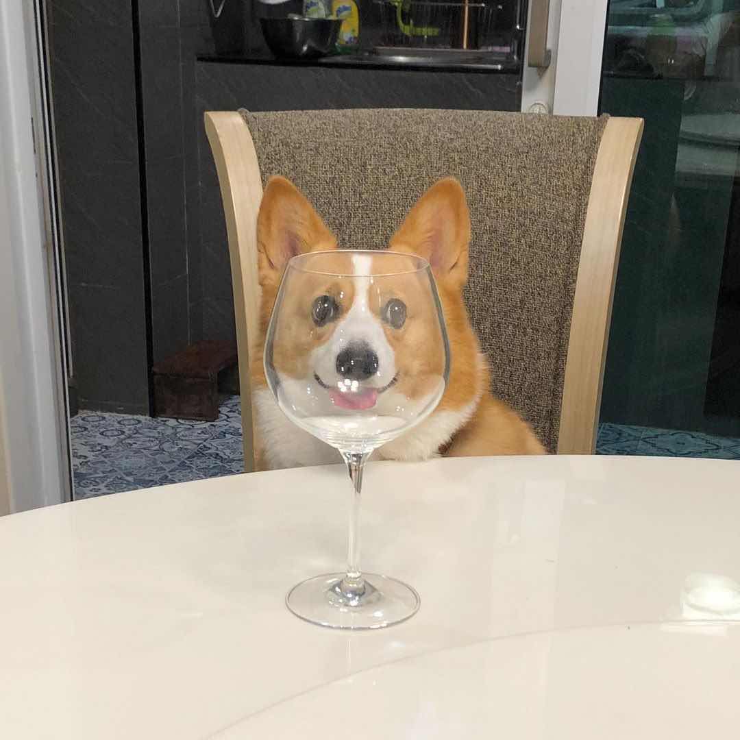 CorgiParents's tweet image. Can’t end Wednesday without wine! 😉

(Photo @corgi_coco)