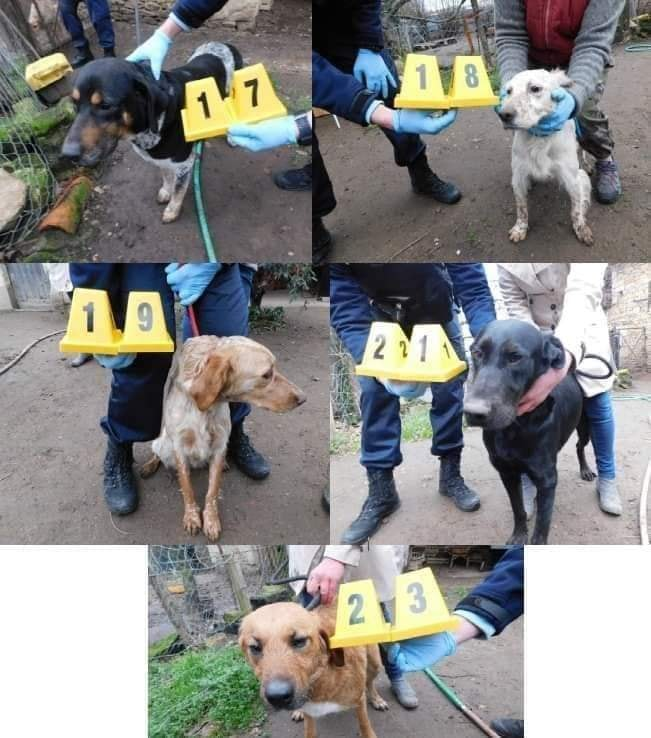 siviaromera1's tweet photo. TODOS ESTOS PERROS ESTÁN EN FRANCIA PUEDEN SER ROBADOS
SE RUEGA DIFUSION POR SI ALGUIEN RECONOCE ALGUNO. DE 23 QUEDAN 17 POR IDENTIFICAR. EL TFNO DE CTO ESTÁ EN LA PRIMERA PUBLICACIÓN
GRACIAS https://t.co/0VHQVk8277