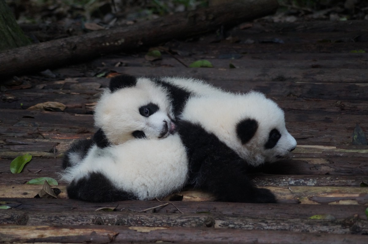 DrMattCrowson's tweet image. RT Pandas Groupby Love dlvr.it/RtzkV0 #datascience #pandas #pythonpandas #pandasgroupby #dataanalysis