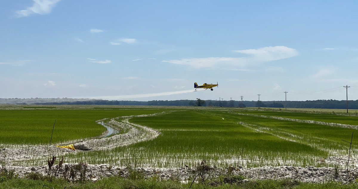 Arkansas Rice Update 3-3-21
Acreage, insecticide seed treatments, PLC, rice management guide.
slkt.io/mNyM

#ARrice