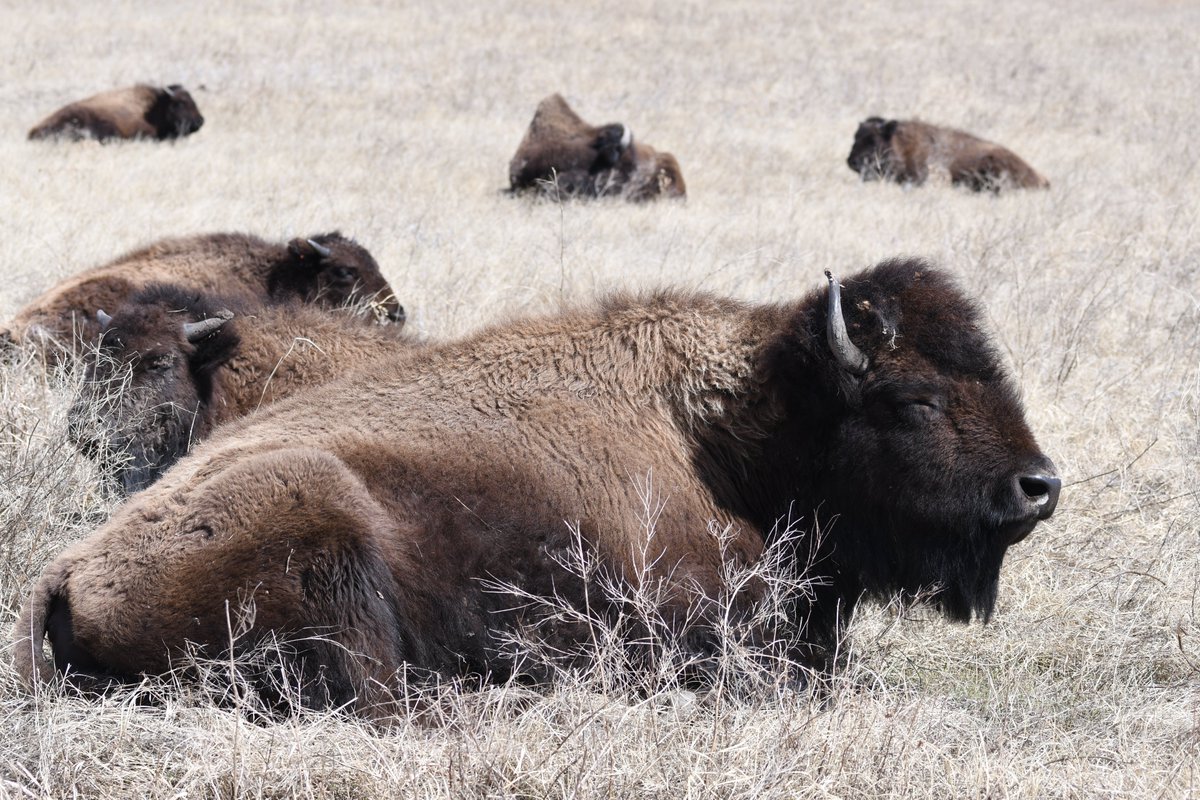 National Bison Association tweet media