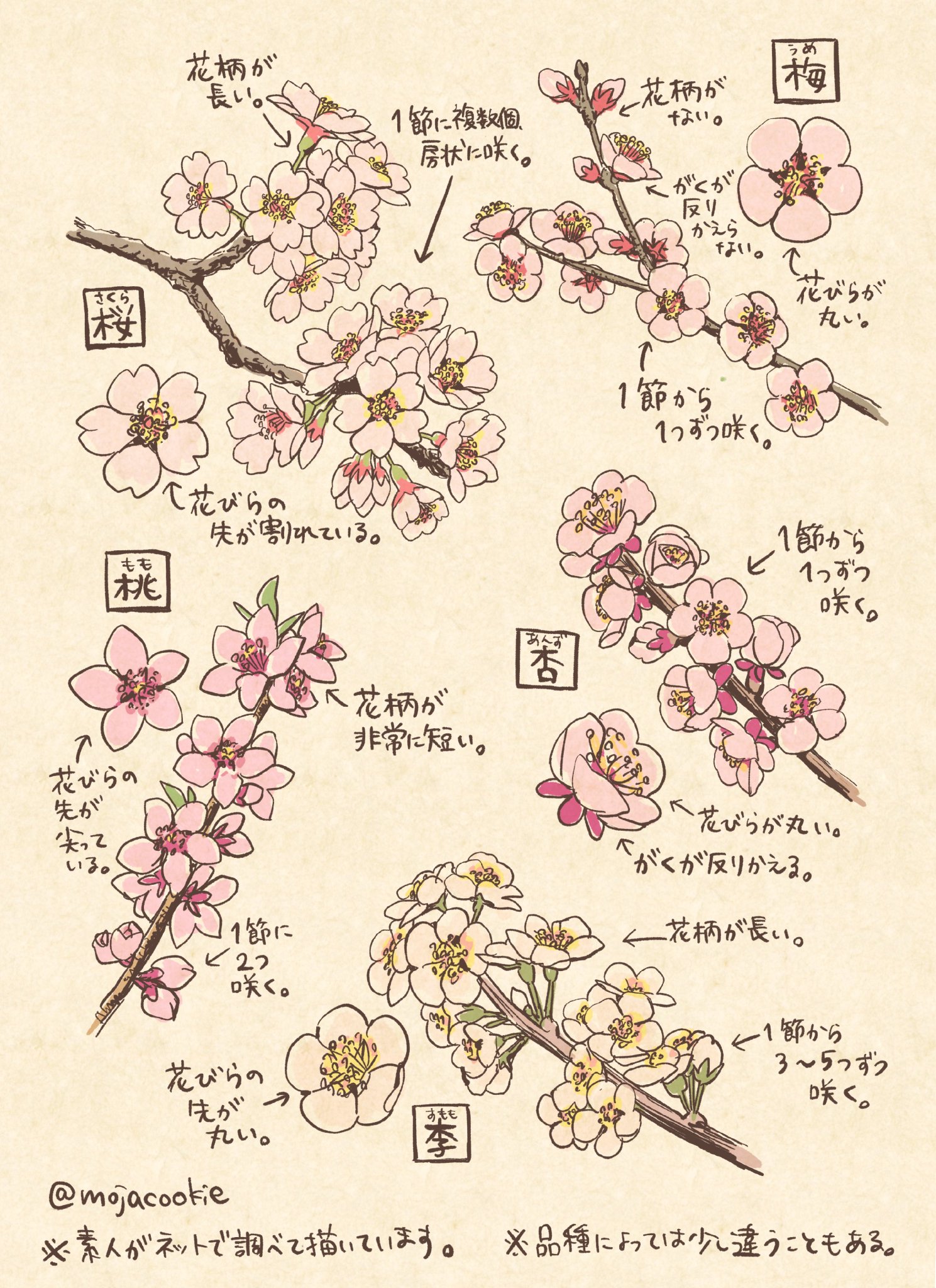 可愛いイラストで紹介 桜 梅 桃 杏 李の見分け 描き分けが参考になると話題 話題の画像プラス