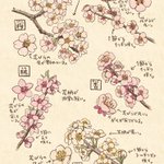 可愛いイラストで紹介!桜・梅・桃・杏・李の見分け＆描き分けが参考になると話題!