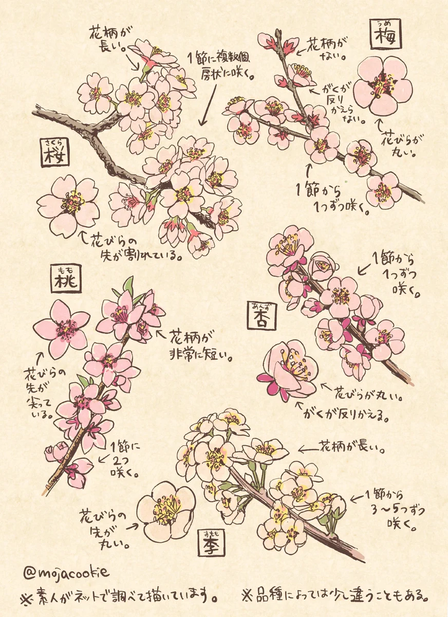 可愛いイラストで紹介！桜・梅・桃・杏・李の見分け＆描き分けが参考になると話題！！