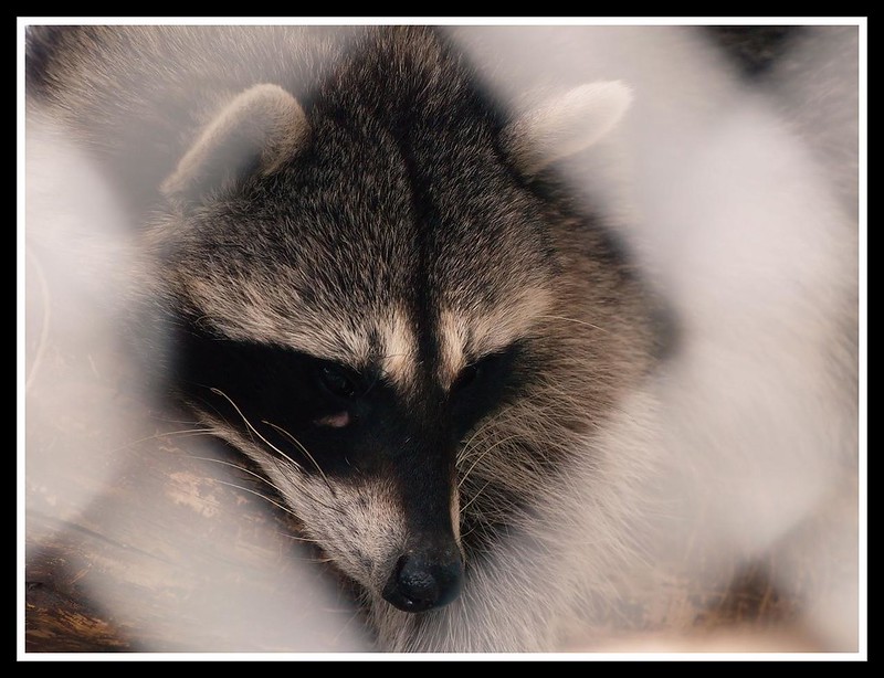 Raccoon Every Hour (@RaccoonEveryHr) on Twitter photo 2021-03-05 23:00:00