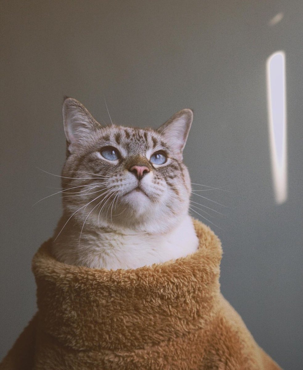 Poonchicthecat's tweet photo. When you find out your daily normal lifestyle is called “quarantine”
@catsofinstagram #catsofinstagram #twitterweek https://t.co/TKpB2koWce