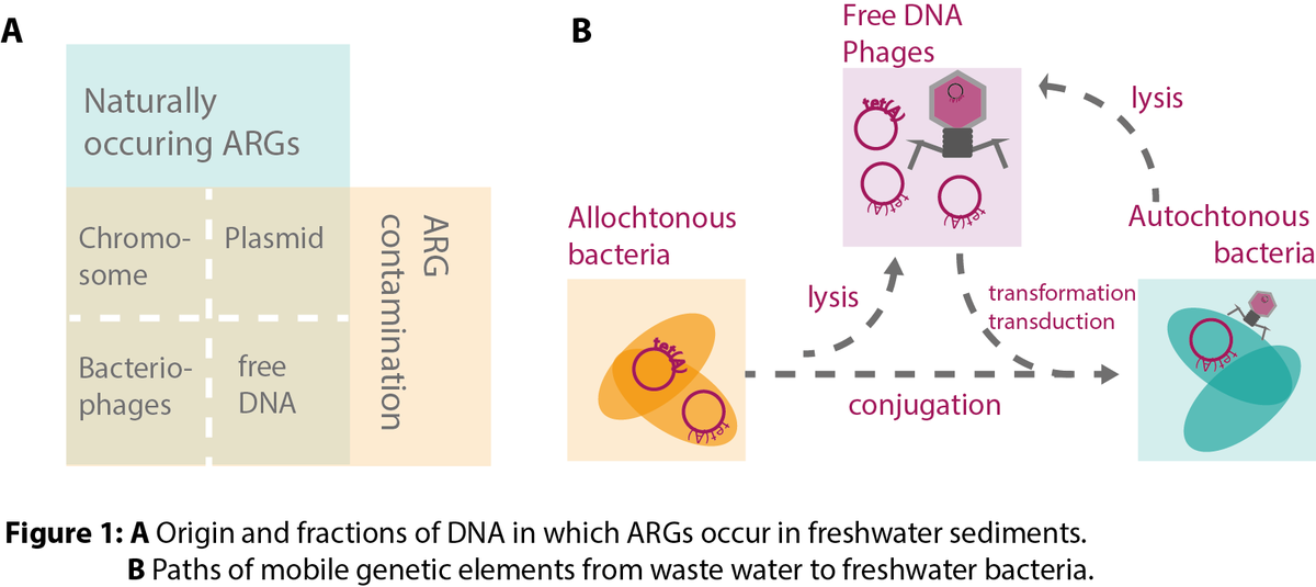 MEG_Verbania's tweet photo. REDTEAR "The Role of free Extracellular DNA in determining The Environmental Antibiotic Resistome" will study the spread of #AntibioticResistance genes in #freeDNA
in open waters in central Europe, and propose
management of this problem, a major challenges for human health. 2/3 https://t.co/SpYaVymgTZ