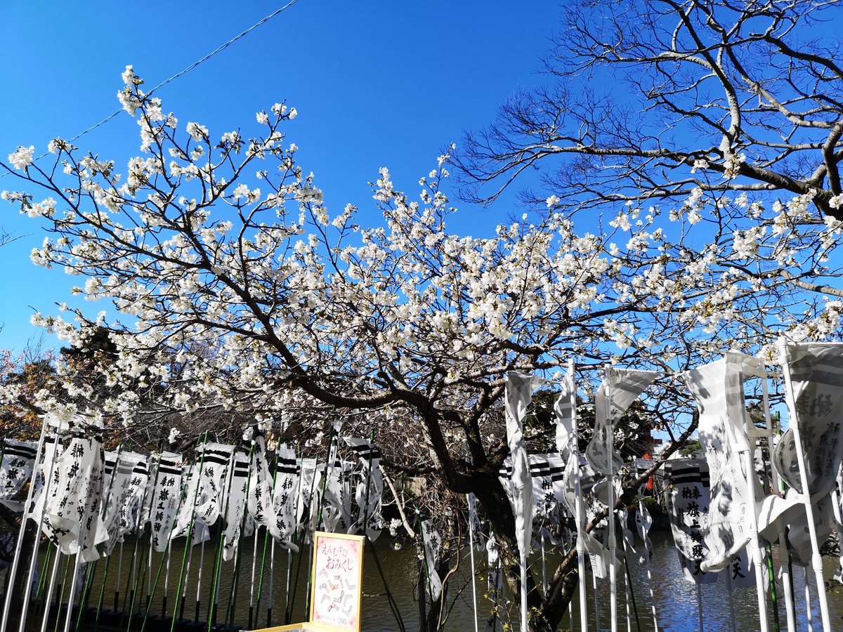 鎌倉市観光協会 鶴岡八幡宮では早咲きの桜が見頃を迎えています 旗上弁財天社では大島桜が 太鼓橋横と流鏑馬馬場でも早咲きの桜が 青空に映えてとてもきれいです 3月3日撮影