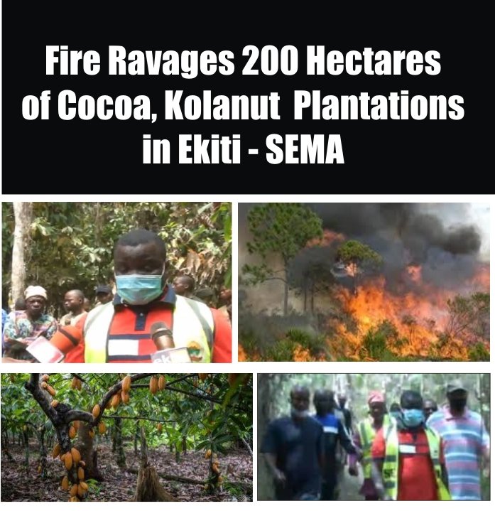 PlatformSunday's tweet image. Fire Ravages 200 Hectares Of Cocoa, Kolanut Plantations In Ekiti.