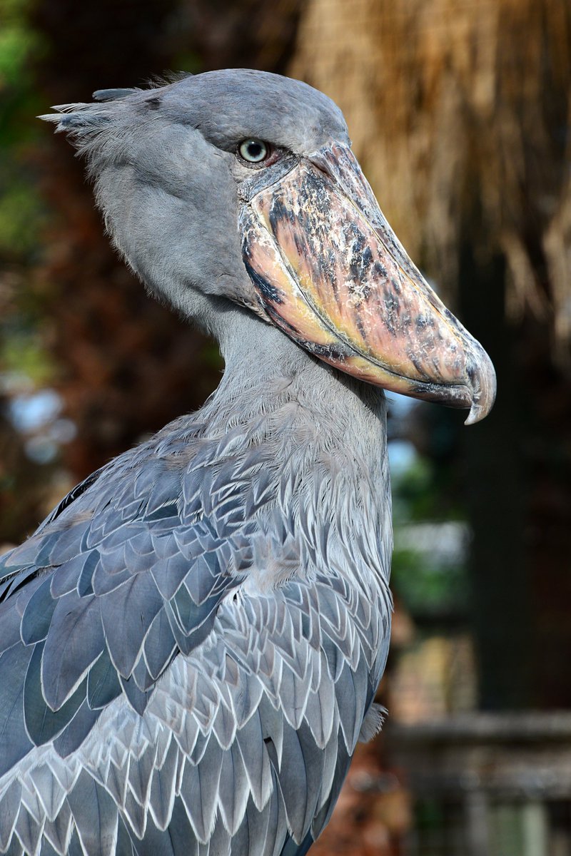 ZooTampa became the first wildlife institution in North America to hatch shoebill storks outside of their native range. Their new habitat is located in the Africa realm of the zoo and will provide guests their first glimpse of these incredible animals in more than a decade.