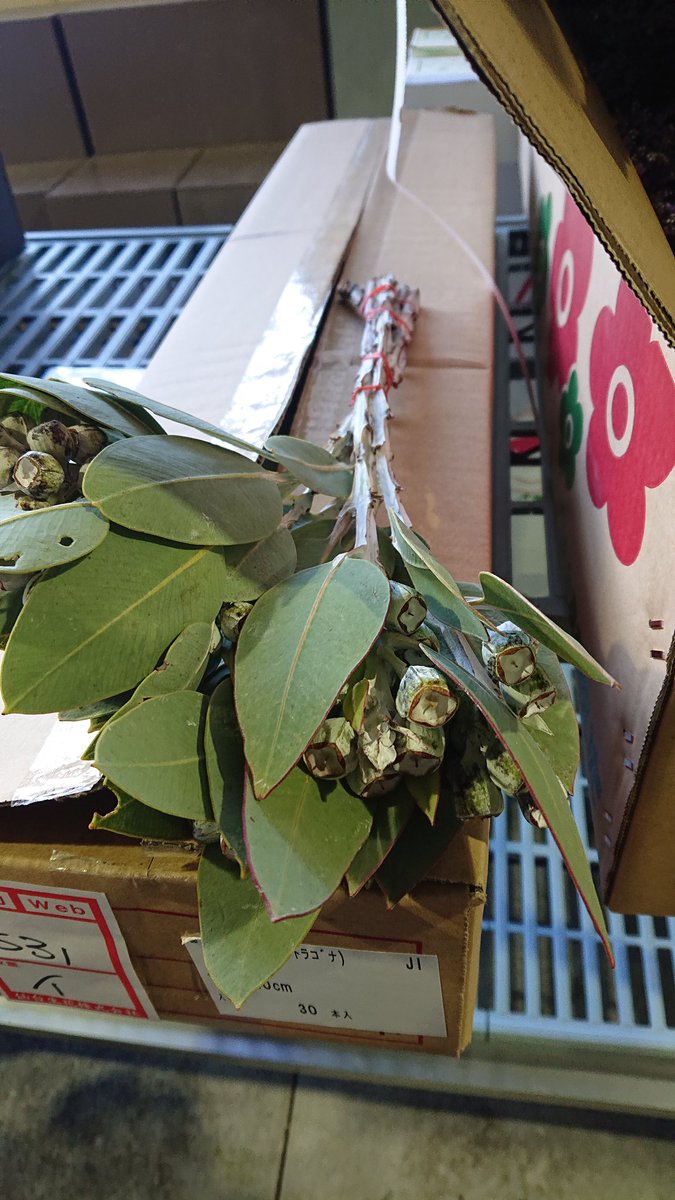 ট ইট র 橋本生花株式会社 ヒヤシンス トップホワイト ガーベラ八重染め ユーカリ テトラゴナです ユーカリは毒性がとても強いのでそれを食べるコアラは胃に特殊な菌を持ってるらしいです 葉に虫食いした後があるんですが その虫は無事でしょうかね