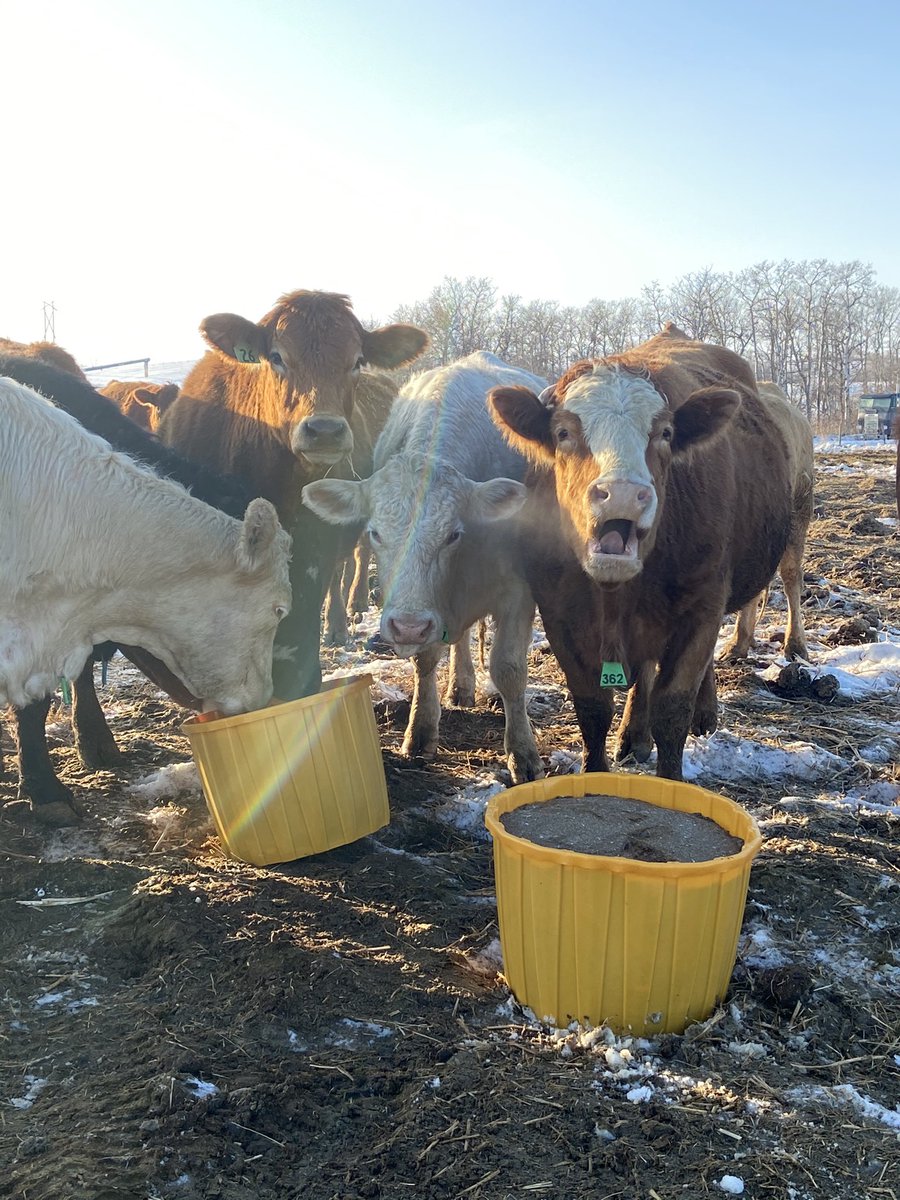 Didn’t take long for the cows to come a running for the Elite Breeder Mineral tubs! I think they approve! <a href="/PrairieCoopAg/">Prairie Coop AG Team</a>