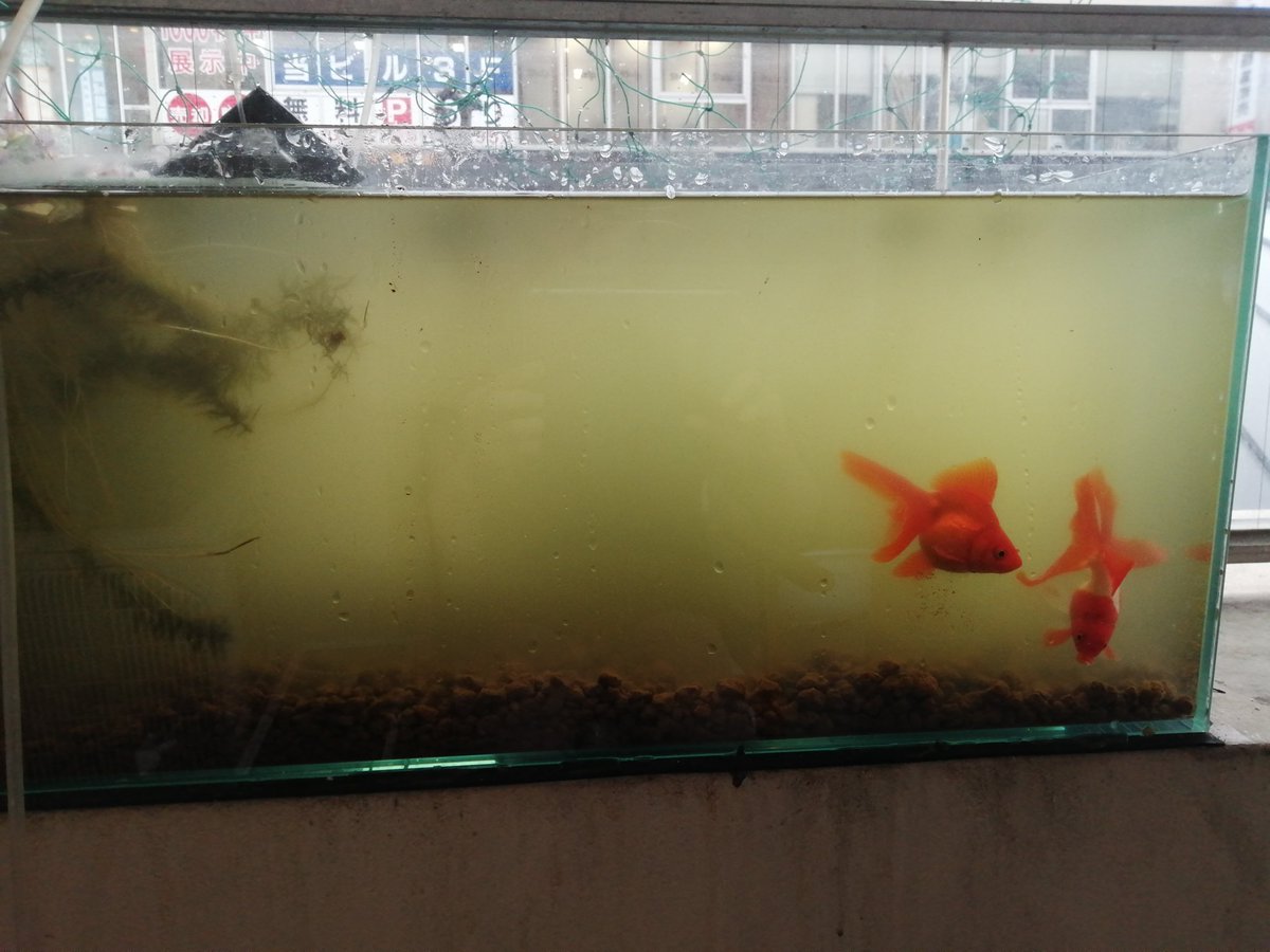 パパチャリ 金魚水槽 匂いがきになり 赤玉全交換 水8割交換 一気に交換するのは良くないと思いながら我慢できず パパチャリ 金魚水槽 匂いがきになり 赤玉全交換 水8割交換 一気に交換するのは良くないと思いながら我慢できず