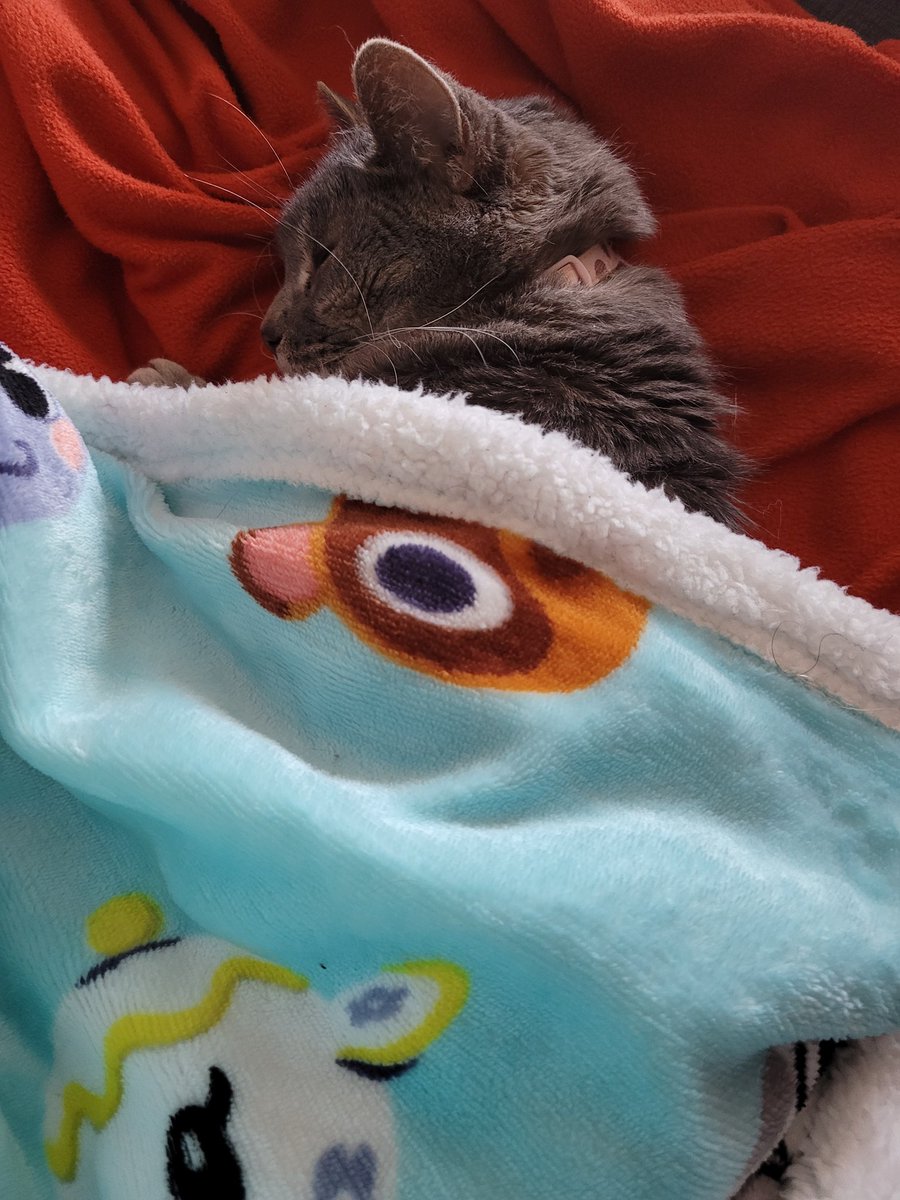 TeamManxCats's tweet photo. @NintenTalk recommended this amazing #acnh blanket which I adored. Problem was, so do my cats. Cats won, I just had to buy a second one for me. #spoiled https://t.co/iNjiqP2voT