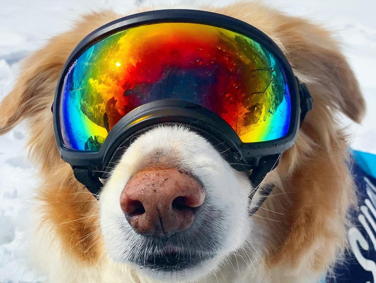 犬用ウェットスーツ Twitter Search 犬用ウェットスーツ Twitter Search
