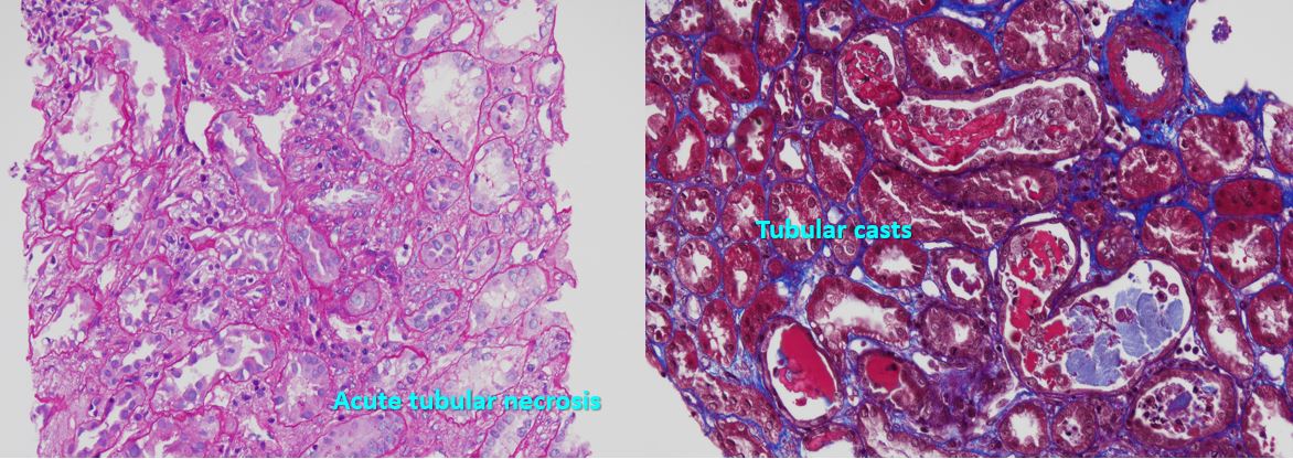 Jean Hou, MD tweet media